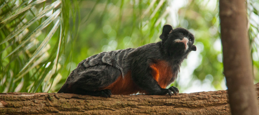 Ontmoet tropische dieren in Pantropica