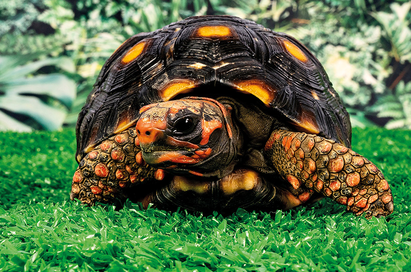 Kolenbranderschildpad in Pantropica