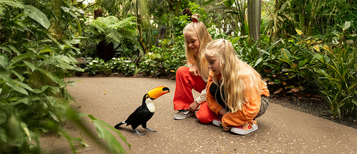 Toekan-in-Amazonia-ontmoeten