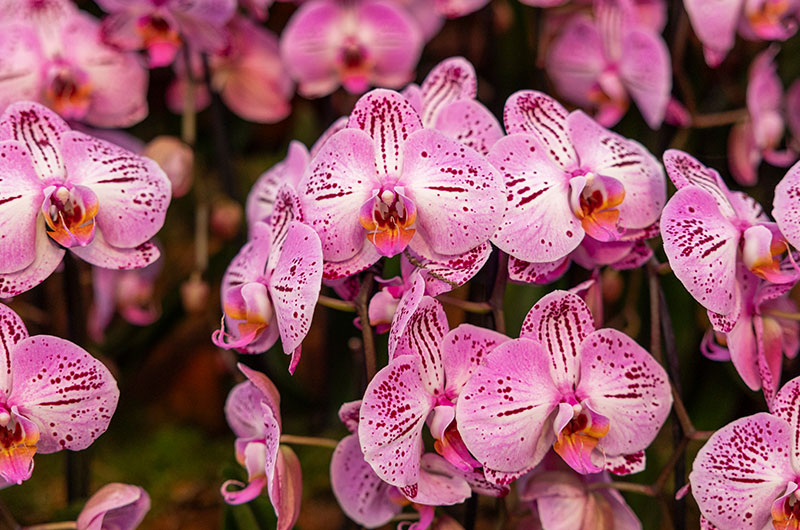 orchideeen-river-of-dreams
